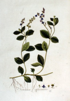 Ehrenpreis Litho